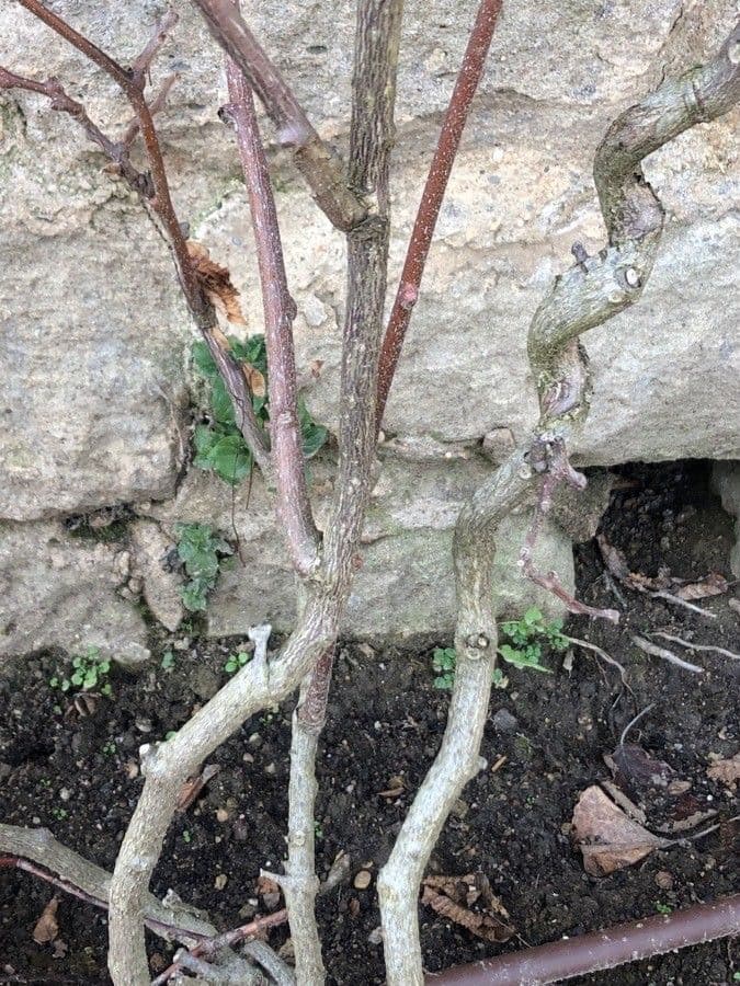 Actinidia kolomikta 18