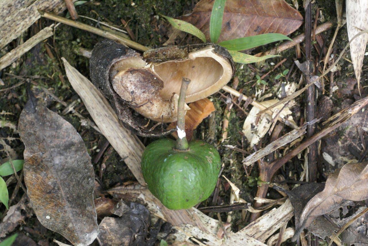 Hevea brazylijska 4