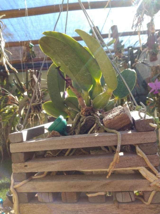 Cattleya di Walker 8