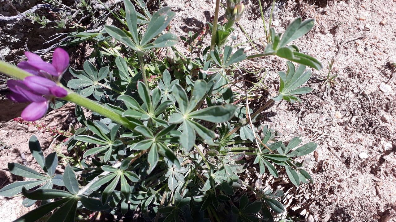 Spanische Lupine 13