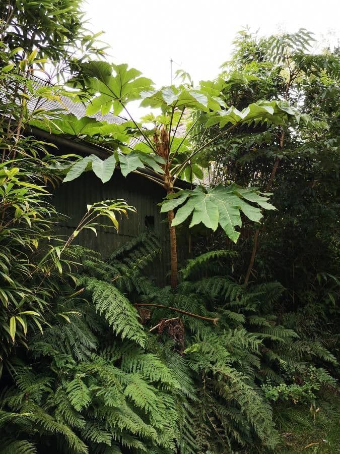 Tetrapanax papyrový 11