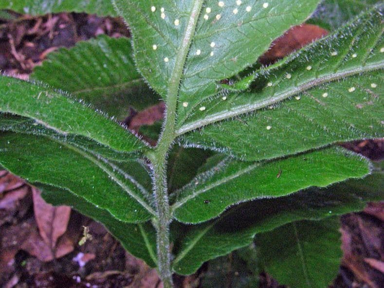 Thelypteris 4
