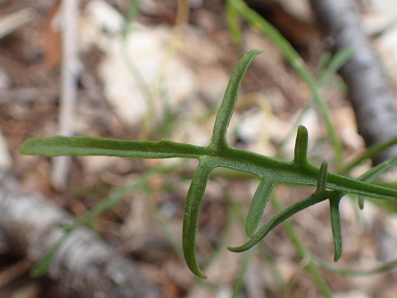 Iberis pinnata 25
