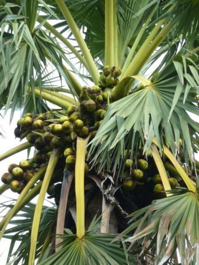 Palma cukrowa 2