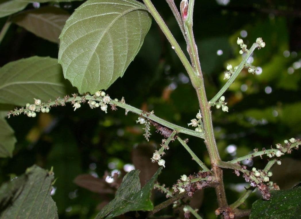 Cupania rossastra 19