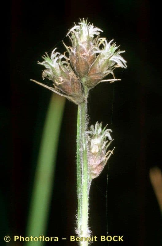 Fuirena pubescens 15