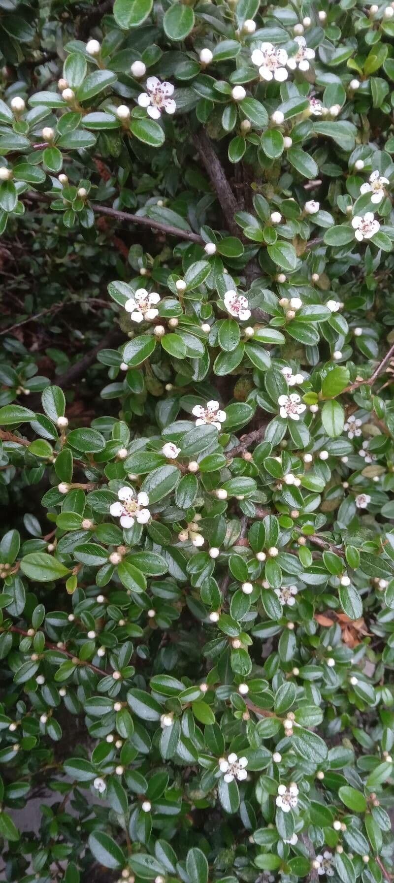 Cotoneaster di Dammer 14