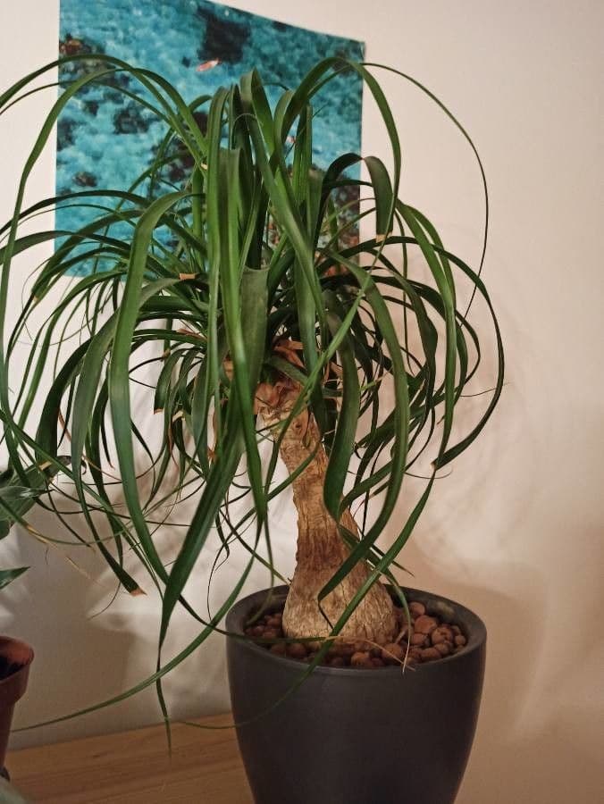 Beaucarnea 17