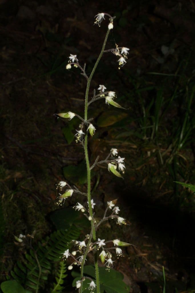Tiarella trifoliata 6