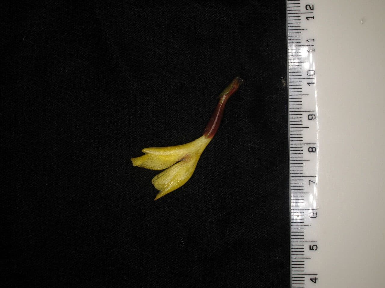 Cautleya 3