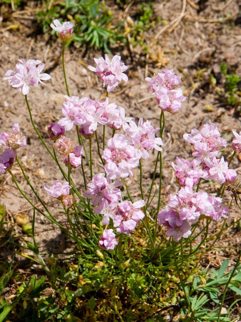Armeria 10