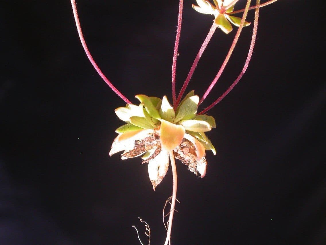 Androsace occidentalis 3