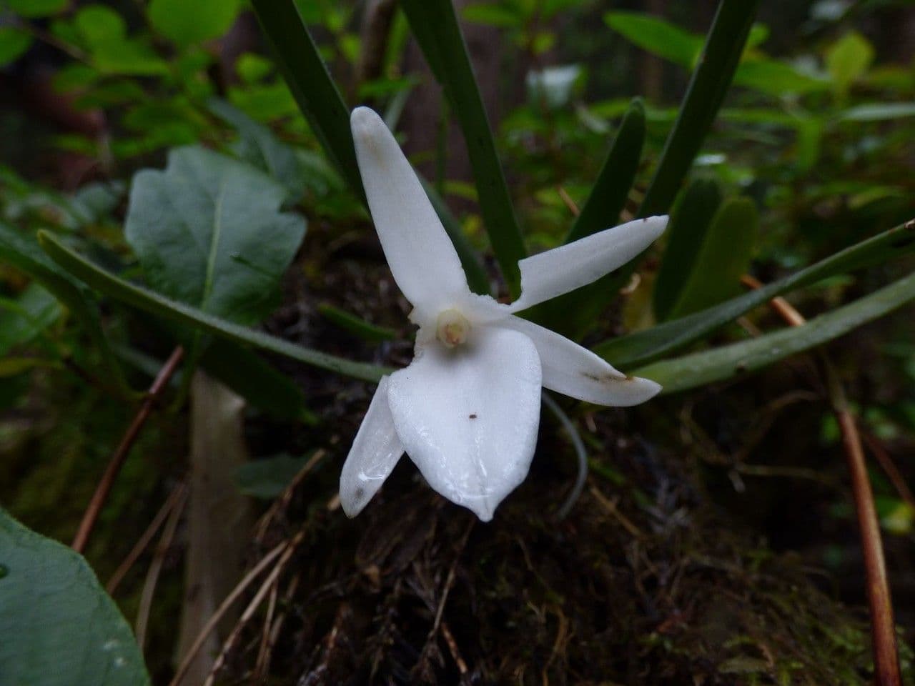 Angraecum 5