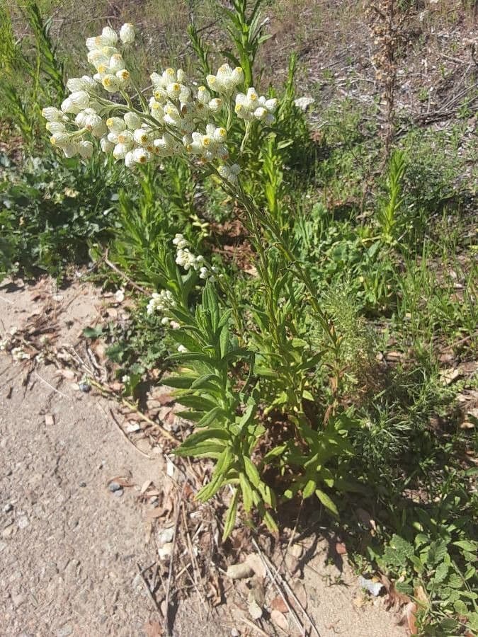 Gnaphalium californiano 12