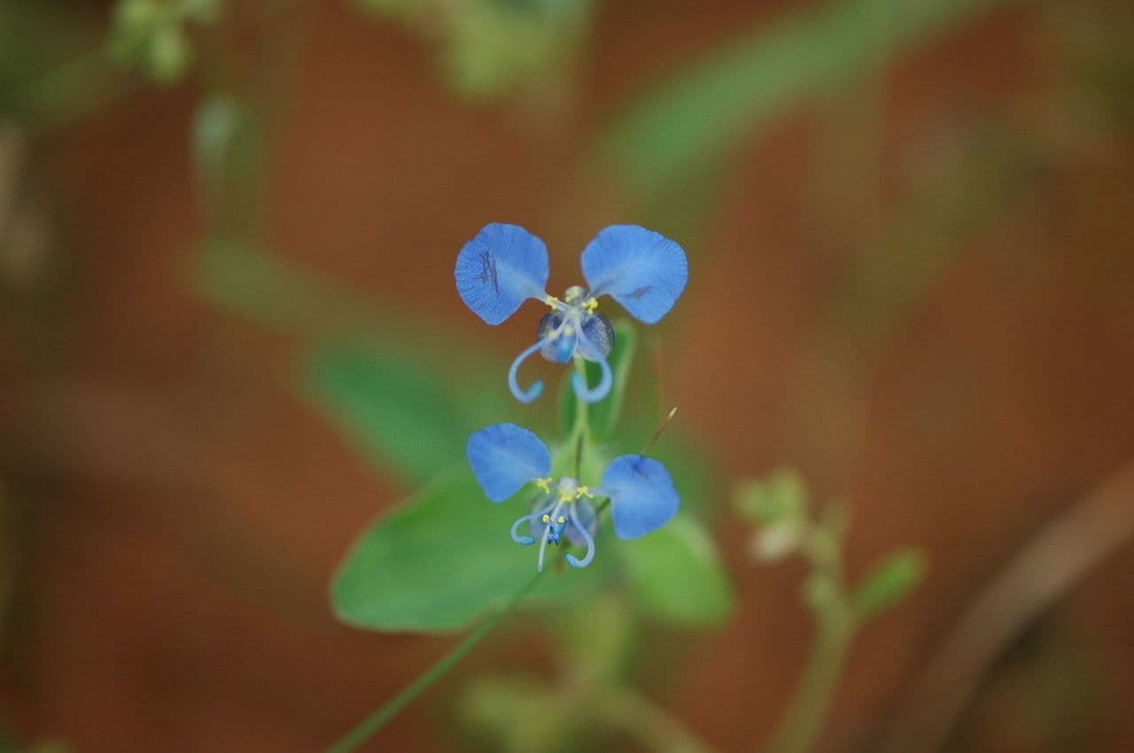 Wegerichblättrige Commelina 11