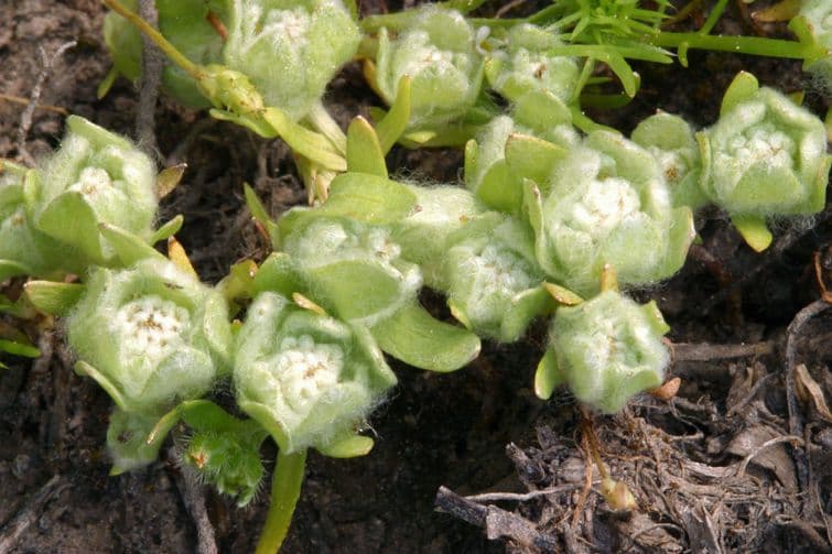 Psilocarphus brevissimus 6