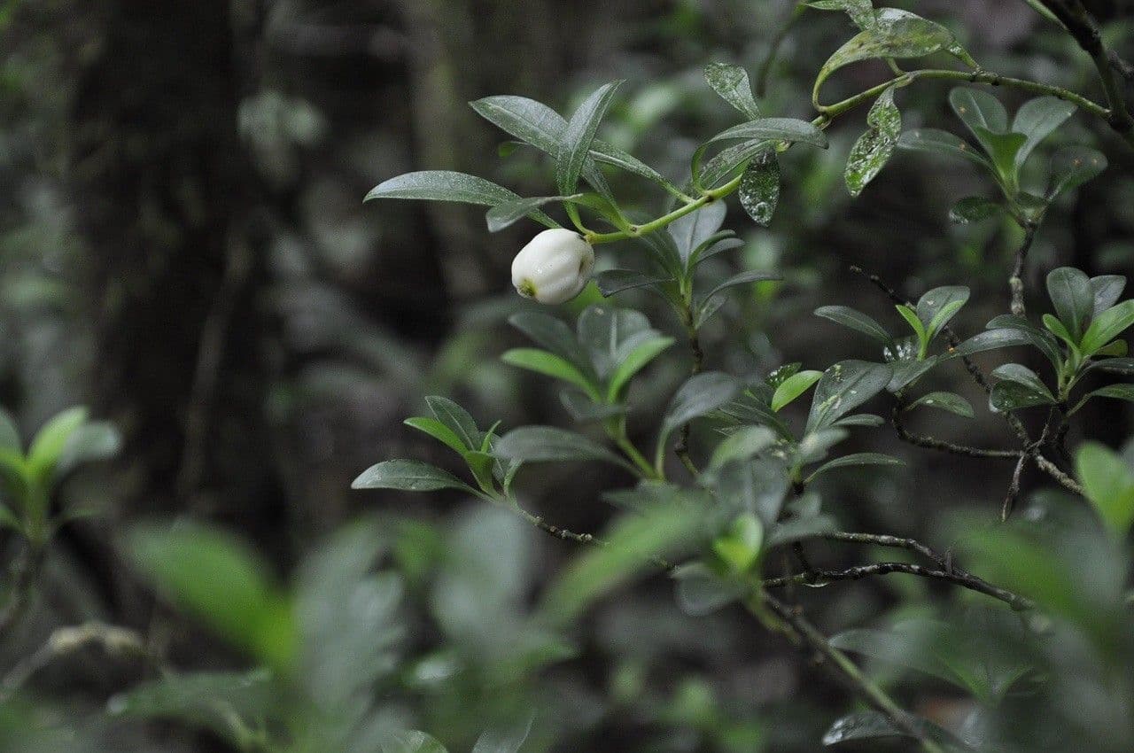 Psychotria 8