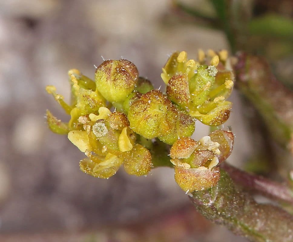 Rorippa curvipes