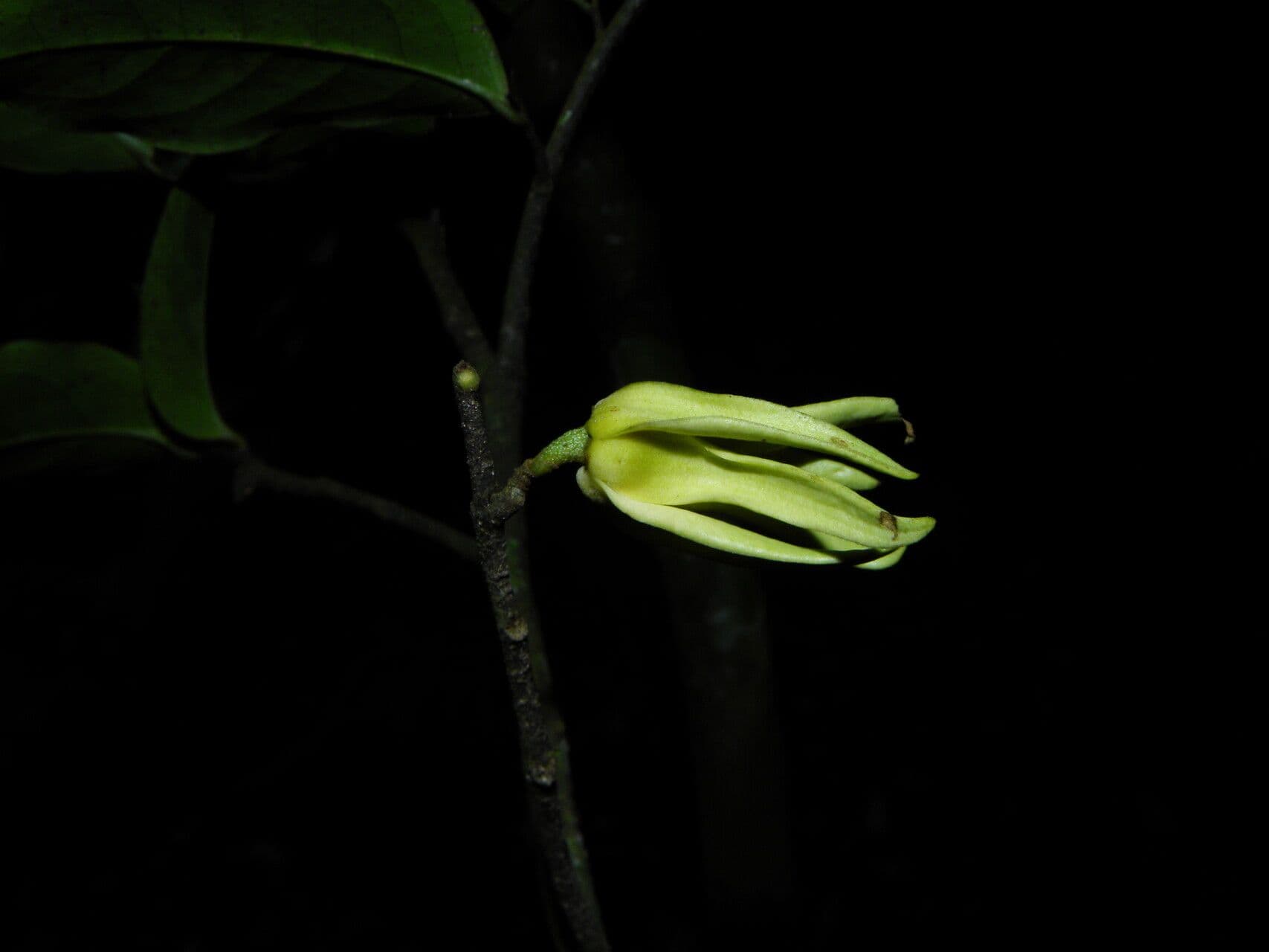 Desmopsis