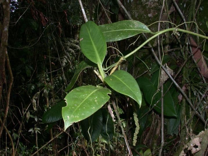 Anthurium 5