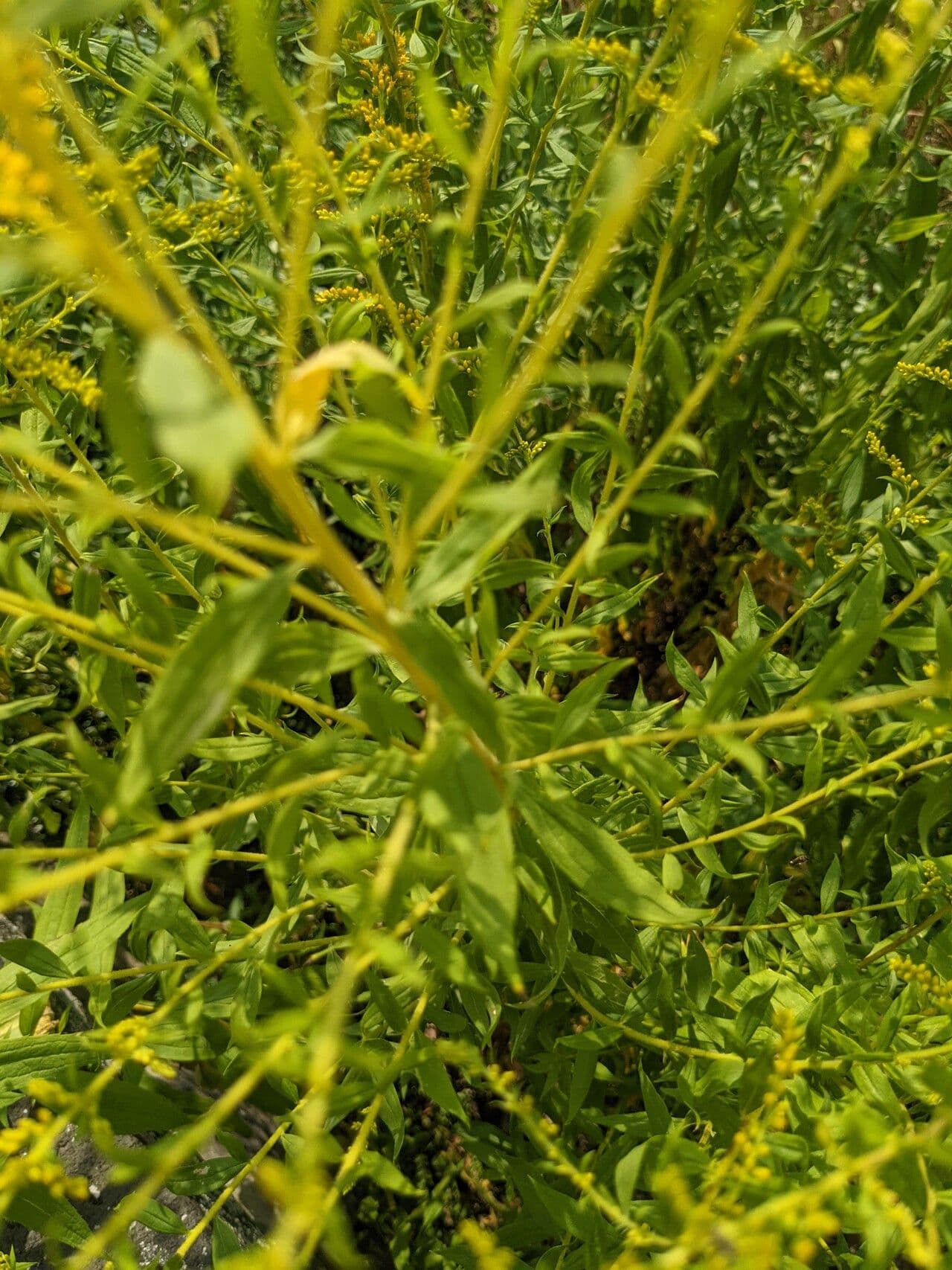 Solidago odorosa 9
