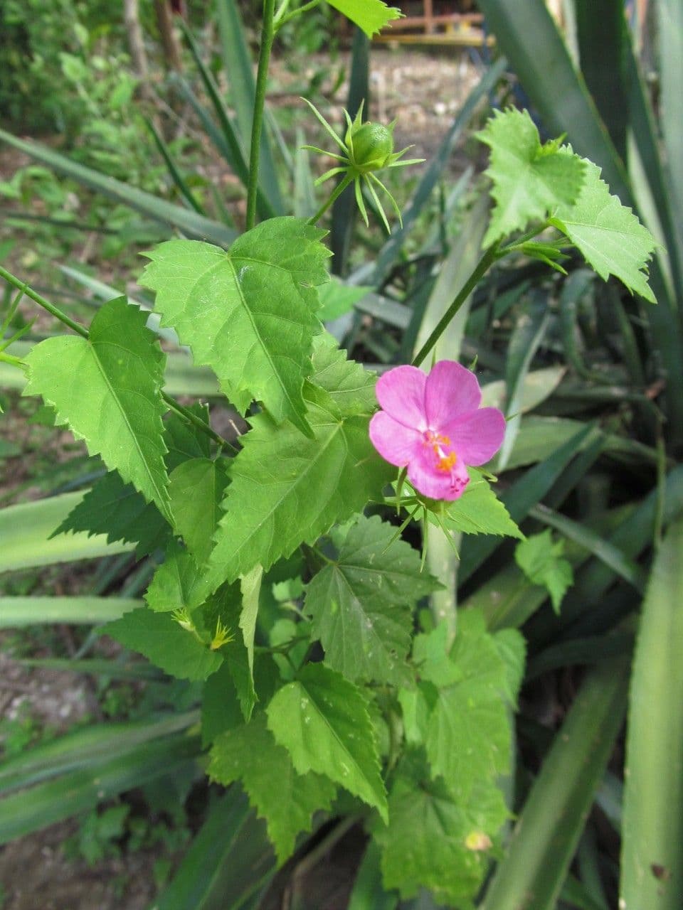 Hibiskus 7