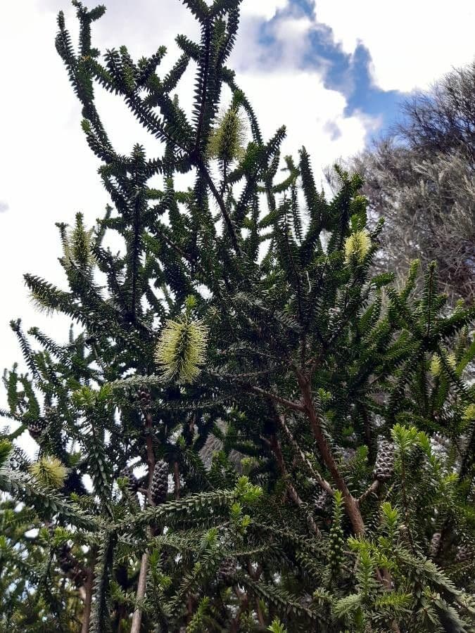 Melaleuca 3