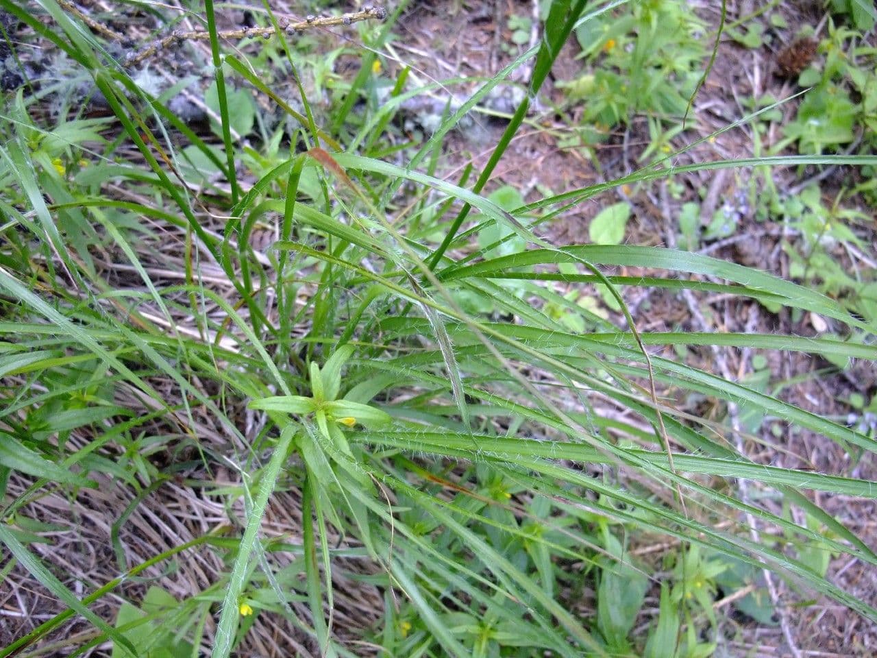 Erba lucciola bianca 19