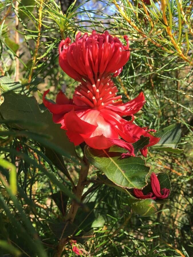Telopea speciosissima 6