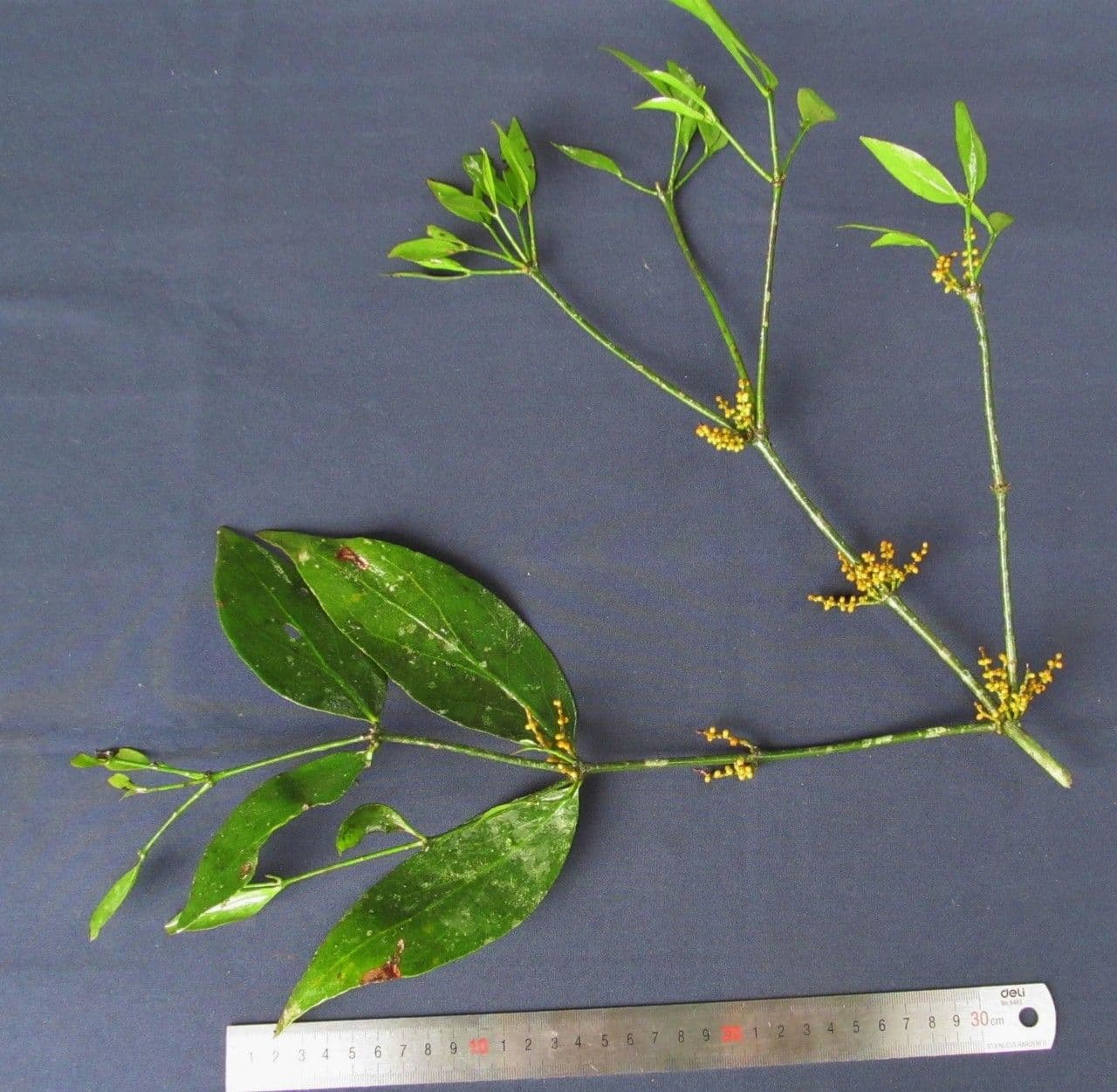 Phoradendron crassifolium 4