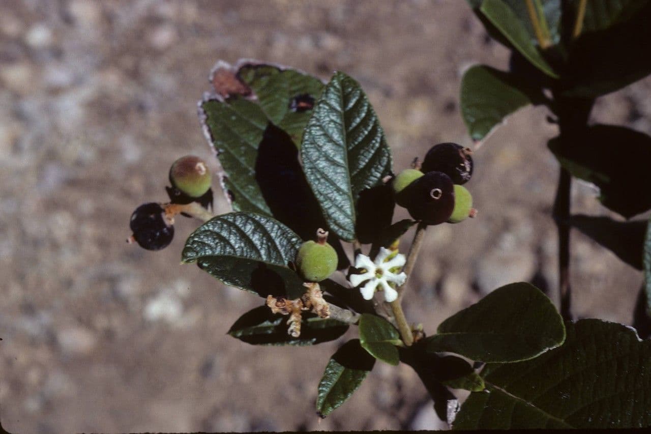 Guettarda scabra 11