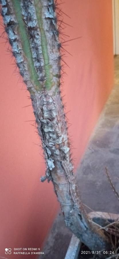 Cactus organo 24