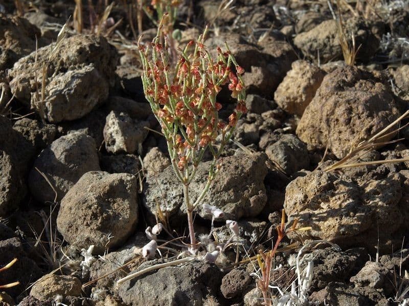 Eriogonum nidularium 6
