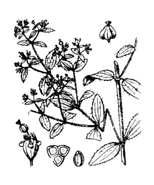 Euforbia pendula 28