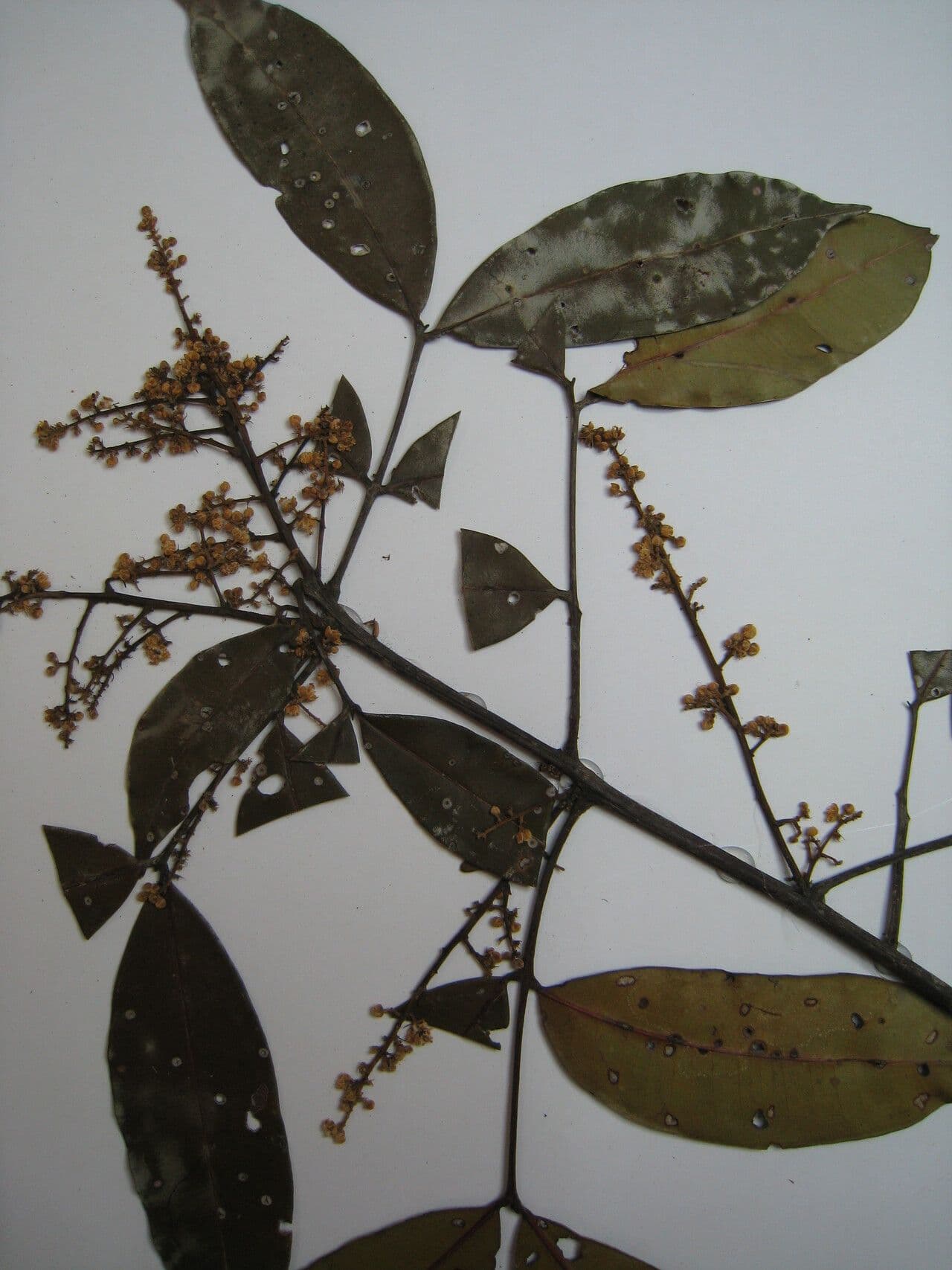Talisia 8
