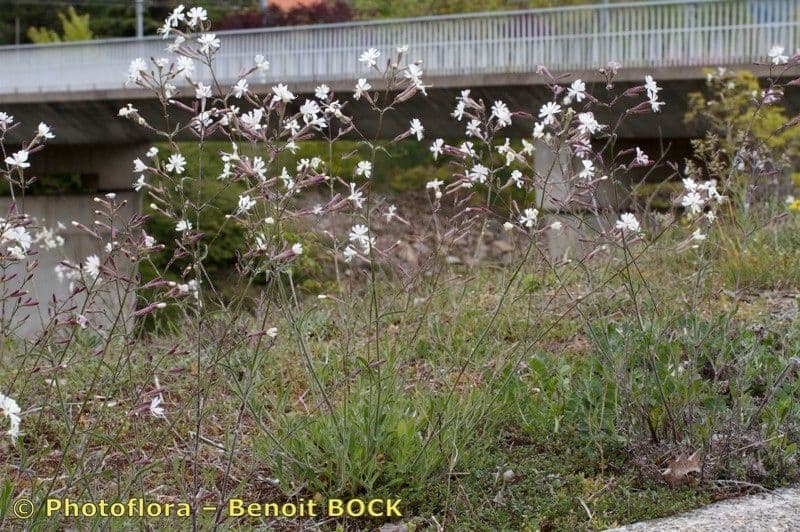 Silene italiana 26