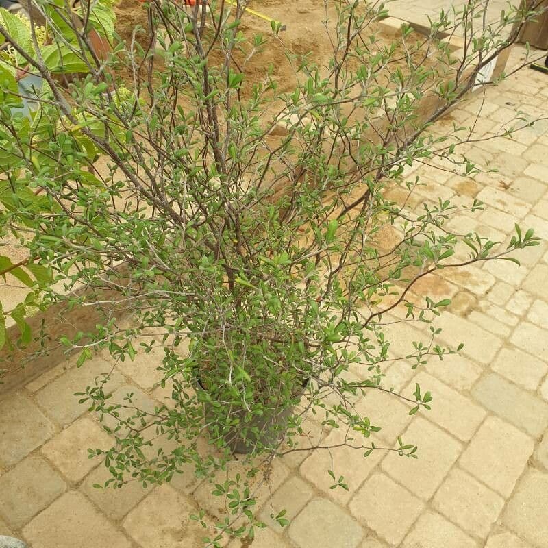 Corokia 10