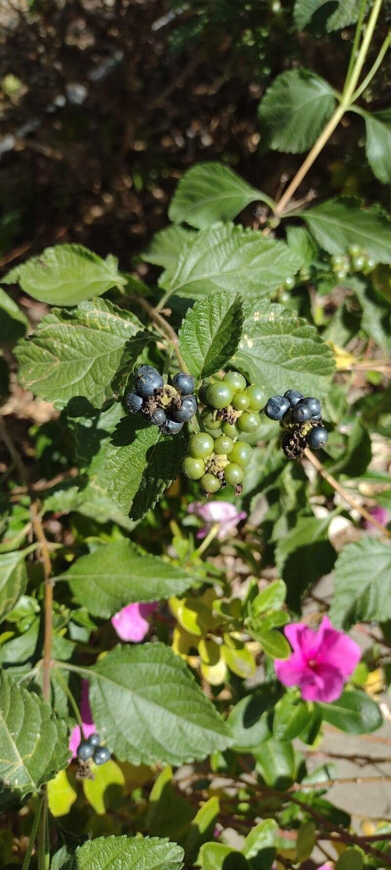 Lantana 4