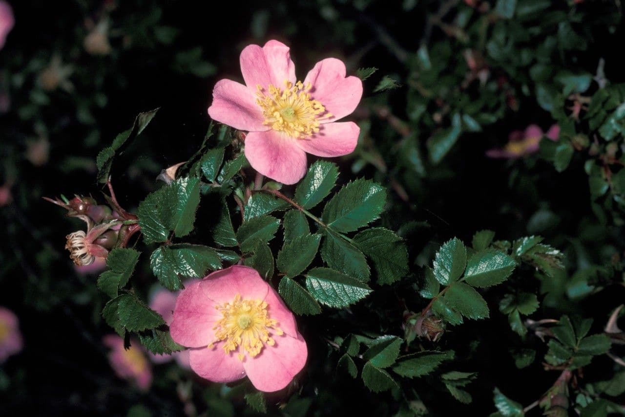 Rosa 2