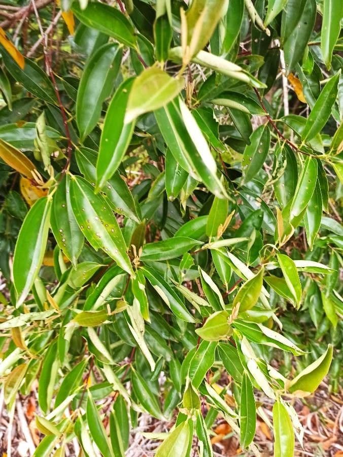 Miconia ligustroides 4