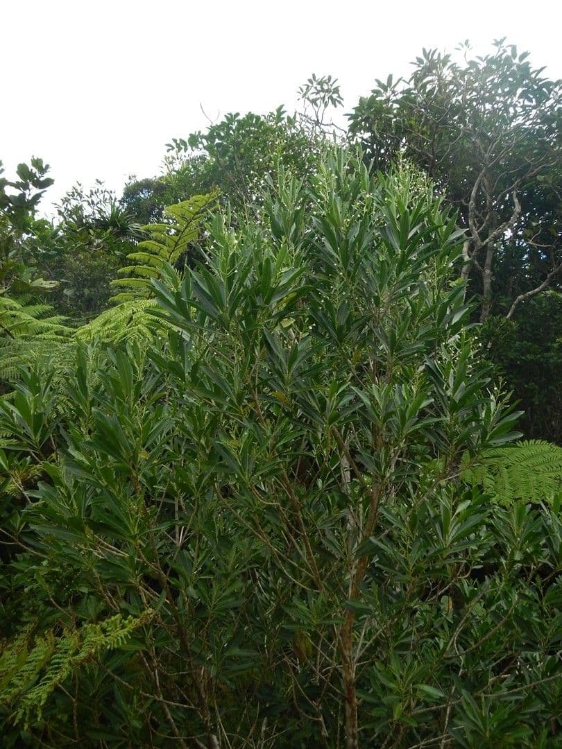Duboisia 10