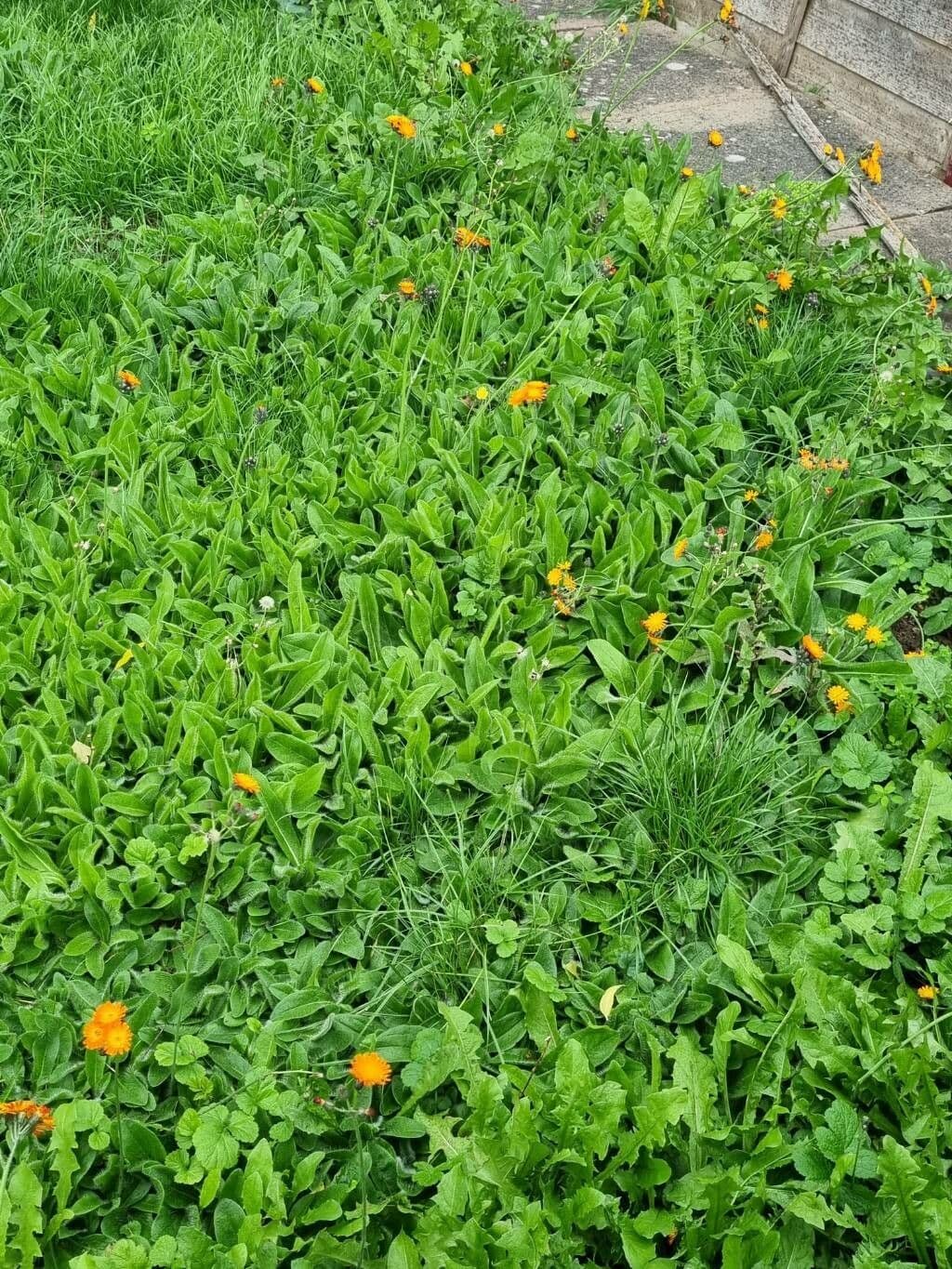 Orangerotes Habichtskraut 26