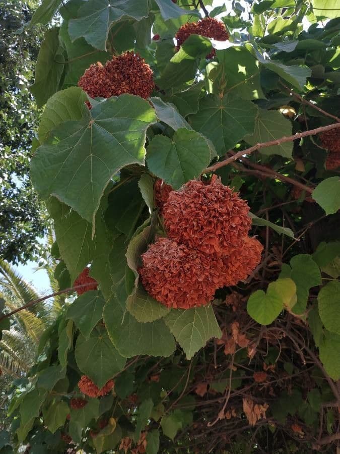 Dombeya burgessiae 7