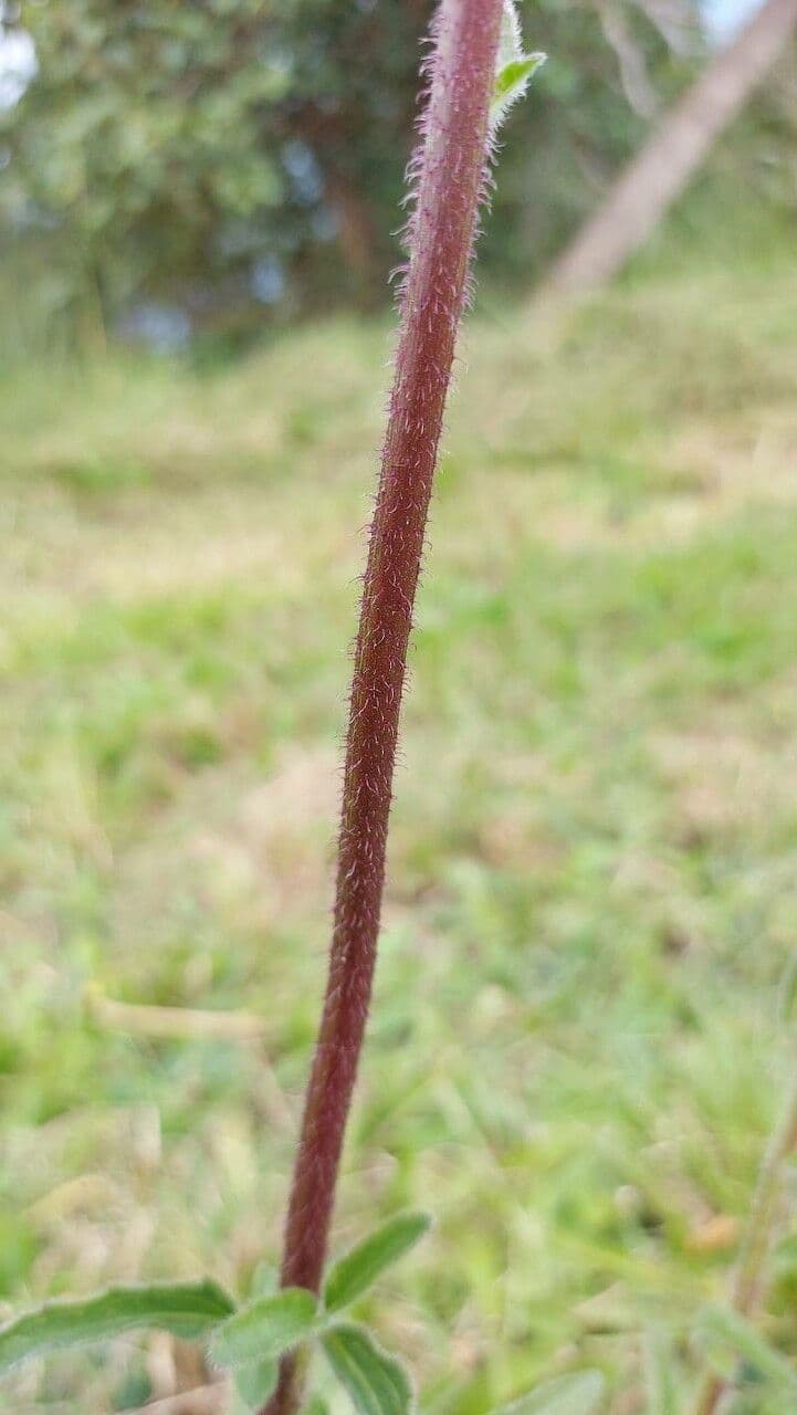 Campuloclinium macrocephalum 14