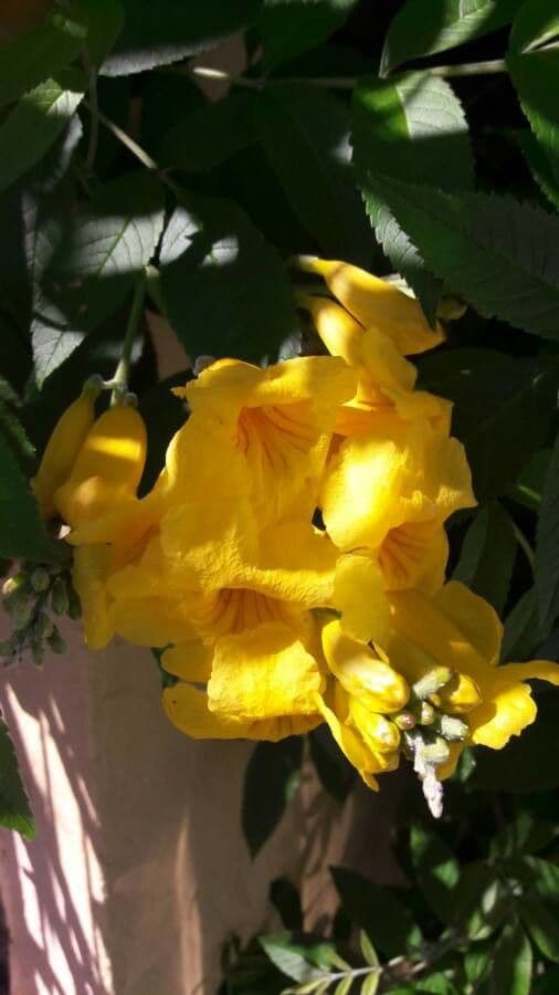 Trompette d'or 8