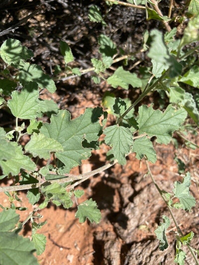 Sphaeralcea 10
