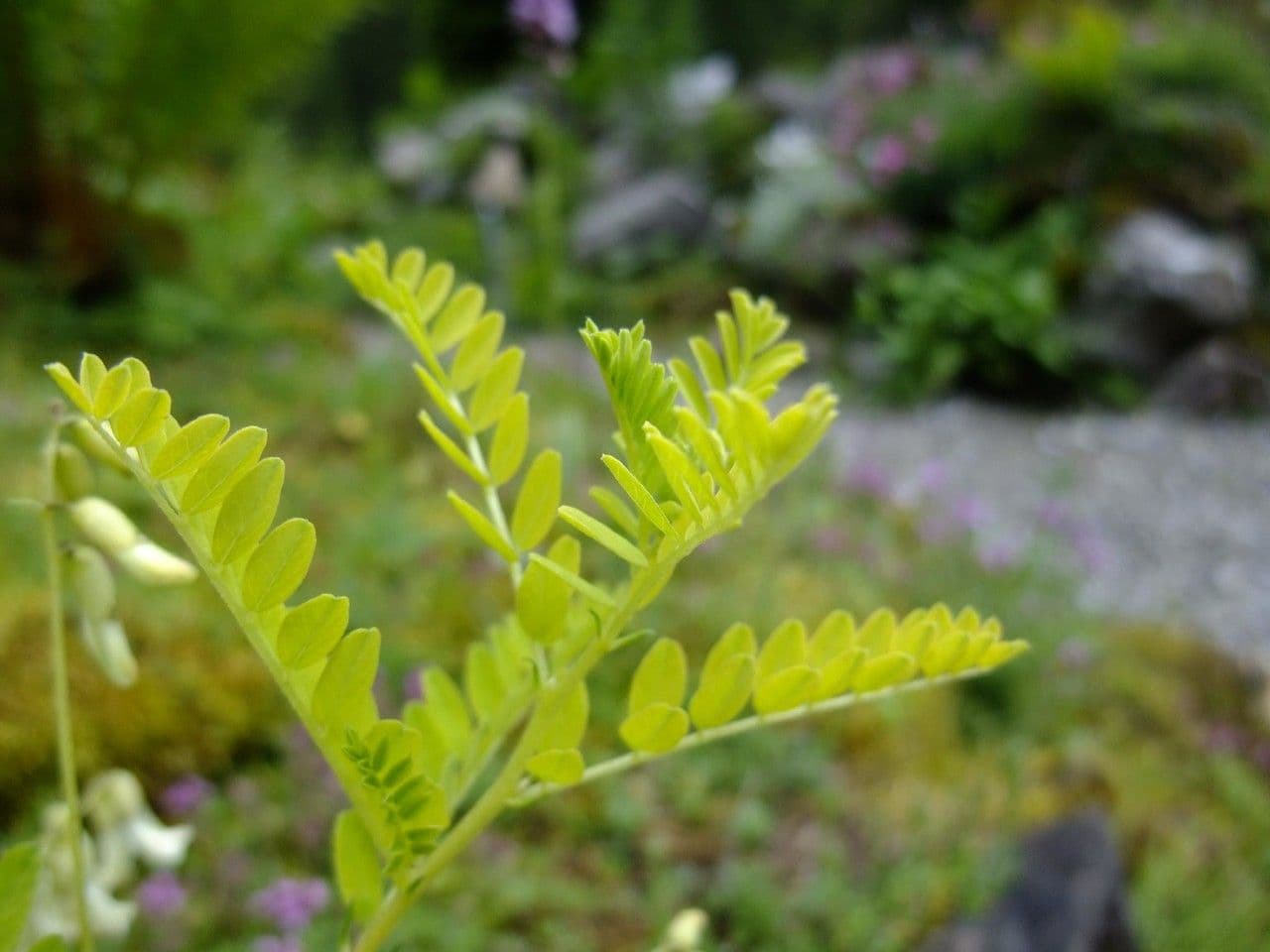 Astragalo mongolo 4