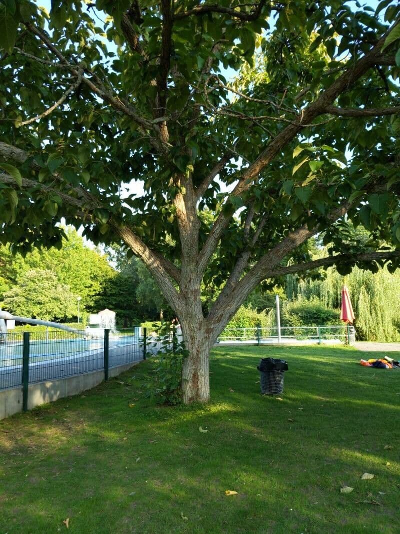 Pioppo 5