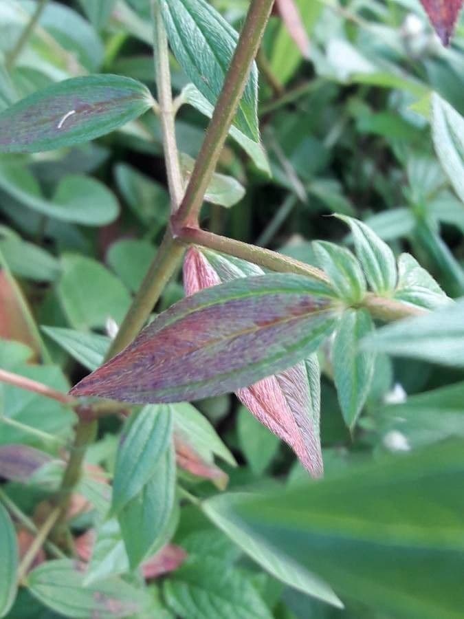 Falsa prateria 13