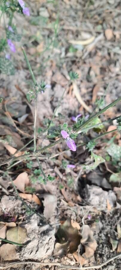 Verbena grigia